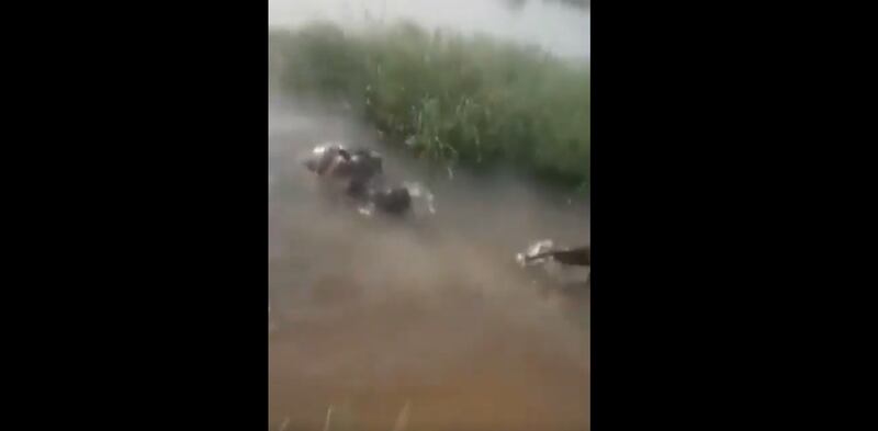 Em vídeo desesperador, crianças estão se divertindo em rio e são surpreendidas por hipopótamo feroz