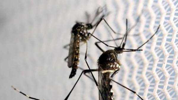 Como diferenciar os sintomas da dengue e da malária?