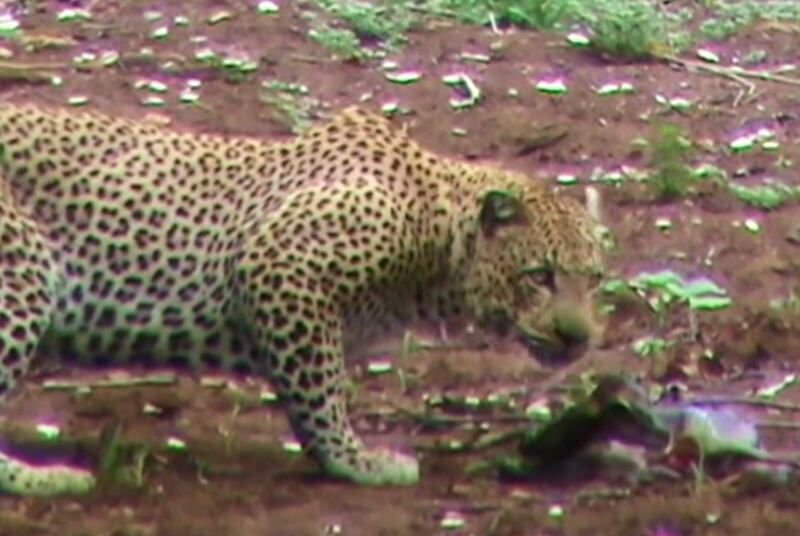 Em vídeo impactante, filhote de impala é atacado por leopardo poucos minutos após nascer; assista