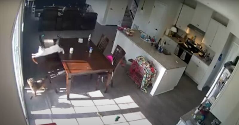 Vídeo impressionante registra momento em que gato brincalhão derruba cadeira e atinge cachorro em cheio