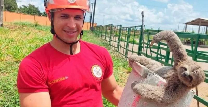 Bicho-preguiça parece 'sorrir' após ser resgatado na Paraíba