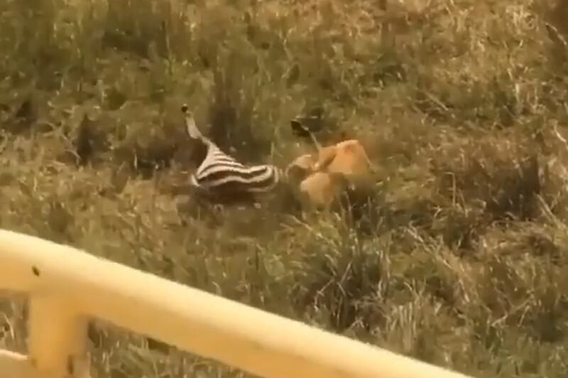 Vídeo surpreendente mostra ataque de leoa contra zebra que termina de maneira inusitada; assista