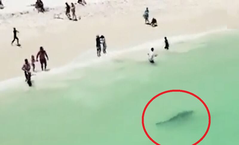 Banhistas entram em desespero ao ver tubarão perto de faixa de areia
