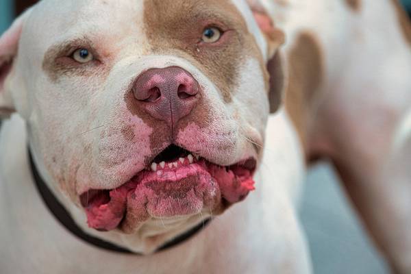 Ataque de Pitbull: homem com ataque epilético tem a garganta estraçalhada por cachorro