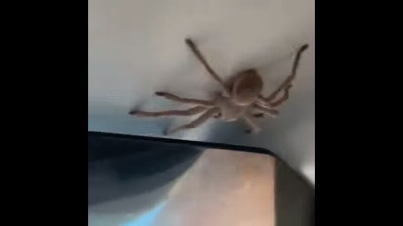 Avião faz pouso forçado após encontrarem aranha gigante em cabine; veja vídeo