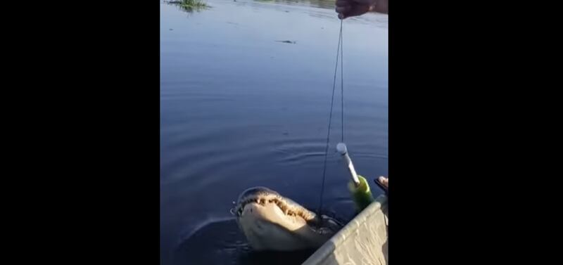 Vídeo mostra momento assustador em que homem descobre que bagre é na verdade enorme crocodilo