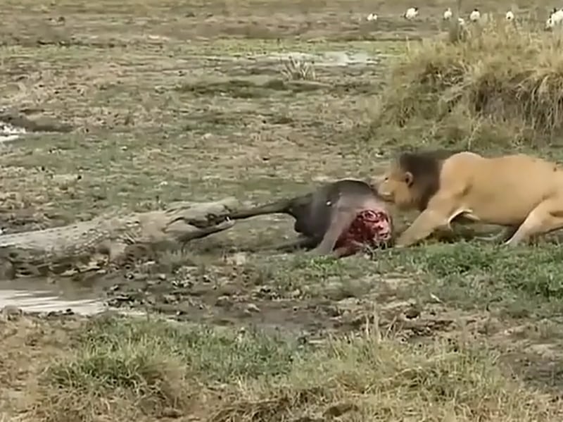 Vídeo registra registra intenso enfrentamento entre crocodilo e leão por presa