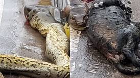 Imagens fortes mostram como ficou cobra anaconda grande encontrada de barriga cheia