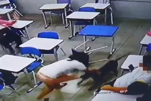 Vídeo mostra momento em que cachorro ataca aluna dentro de escola em GO; imagens são fortes