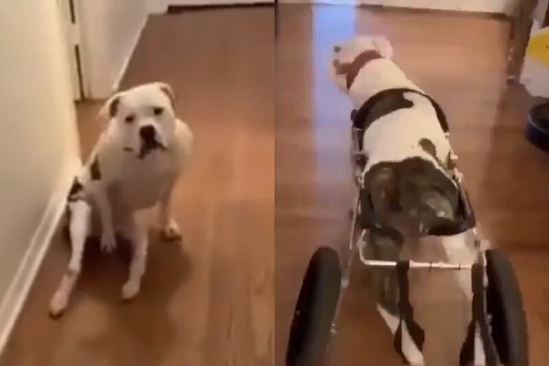 Vídeo mostra reação emocionante de cachorrinha ao receber cadeira de rodas; assista
