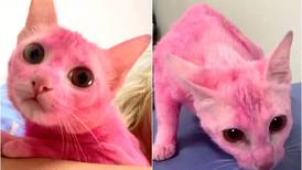 Gata tem pelo tingido de rosa por tutor: ‘para combinar com meu cabelo’