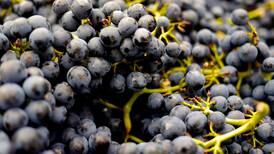 Suco natural de uva e mais um ingrediente para dormir melhor