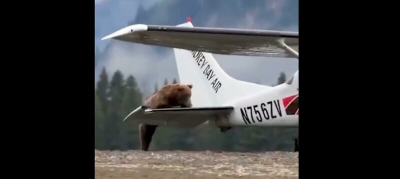 Vídeo registra momento em que urso se aproxima e resolve subir em avião; assista