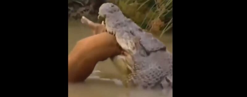 Vídeo mostra força brutal de crocodilo que despedaçou presa com apenas um movimento