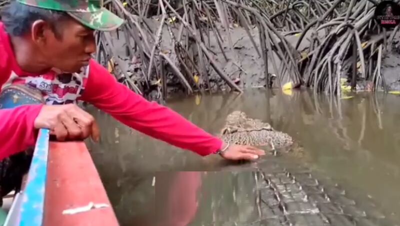 Vídeo impactante: Homem é registrado fazendo carinho em enorme crocodilo; assista