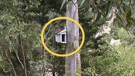 Homem se depara com intruso em caixa que instalou especialmente para corujas