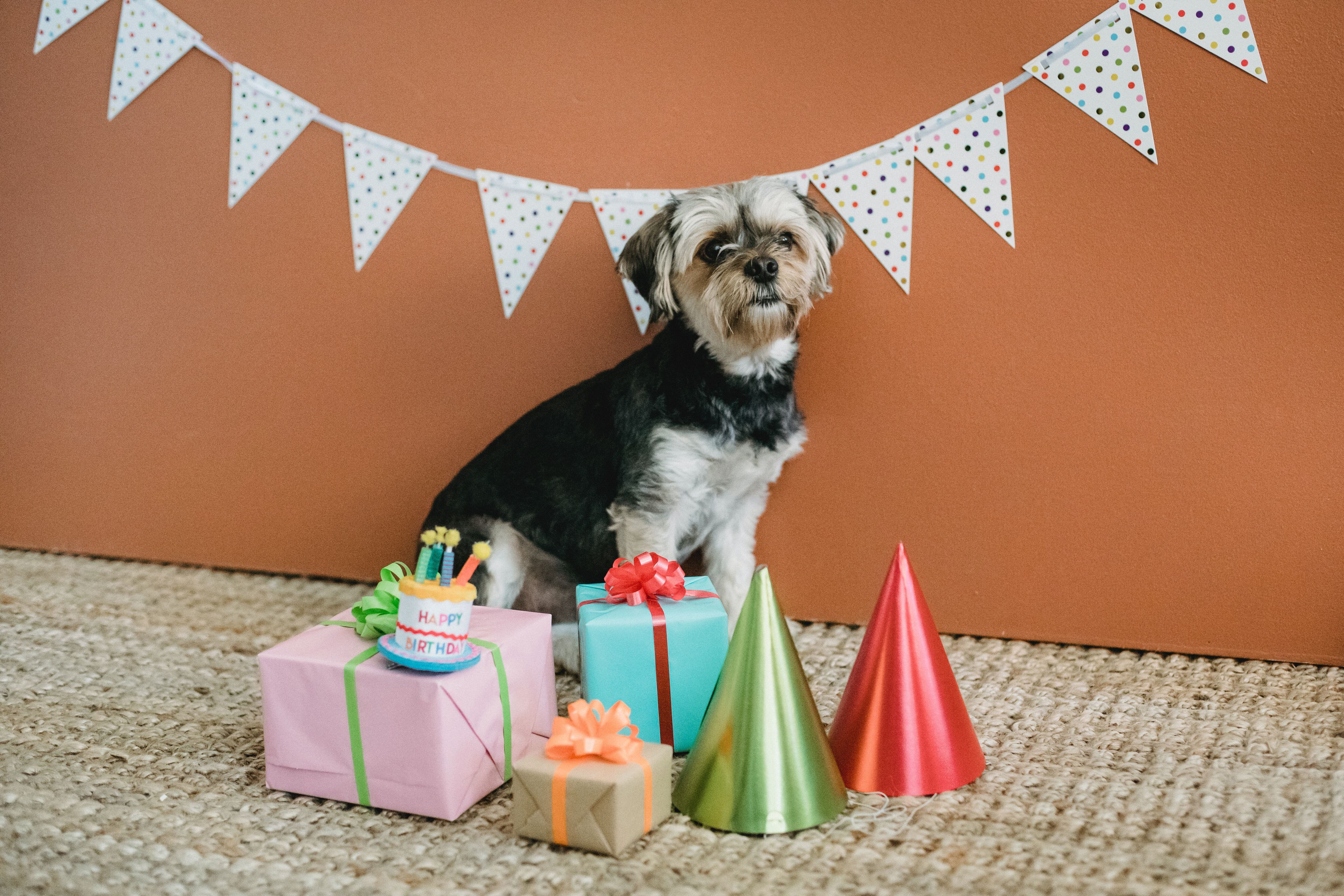 3 receitas de bolo de aniversário para cachorro