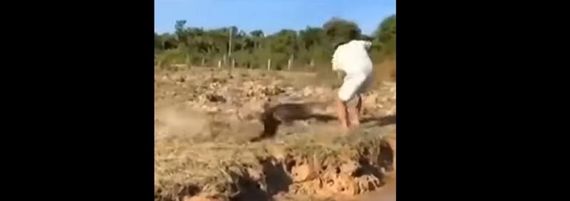 Vídeo mostra momento em que homem tenta se aproximar de jacaré e quase tem mão arrancada