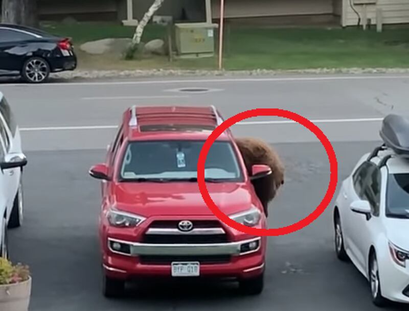 Vídeo inusitado registra momento em que grande urso se aproxima e entra em veículo; assista