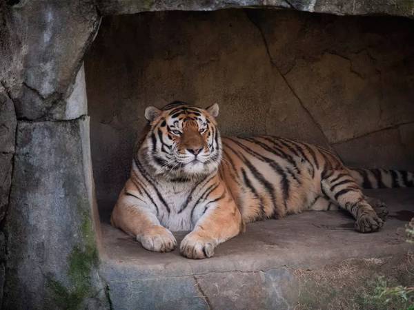 Tigre morre de pneumonia após ser diagnosticado com covid-19 nos EUA
