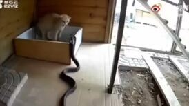 Vídeo flagra momento em que gato espanta cobra peçonhenta na base da ‘unhada’