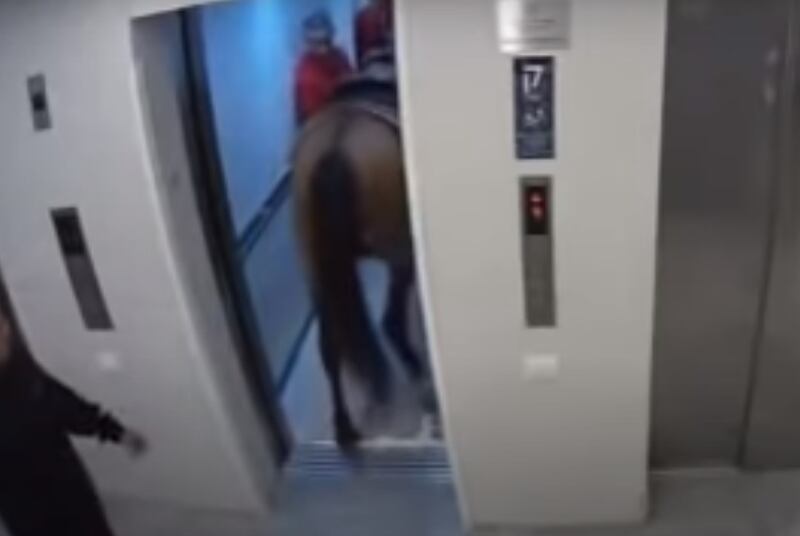 ‘Foi visitar o amigo’: Câmera flagra homem tentando usar elevador com cavalo; assista