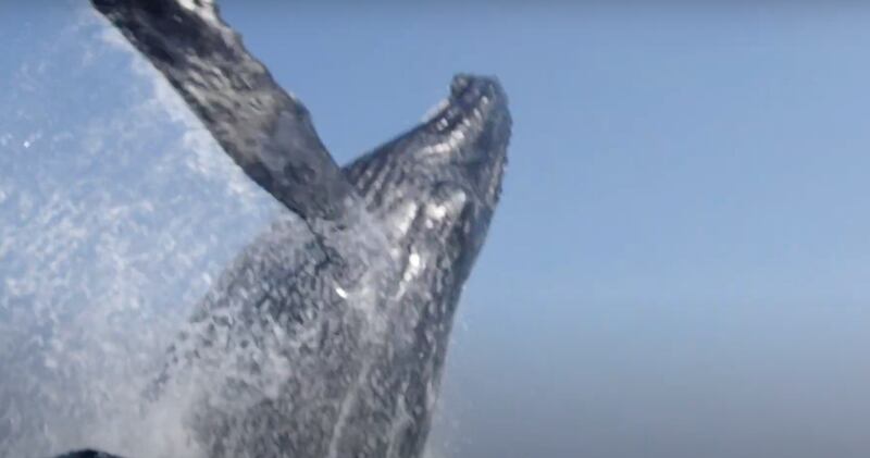 Vídeo impressionante registra momento exato em que baleia gigante da salto próximo de mergulhadores em alto mar