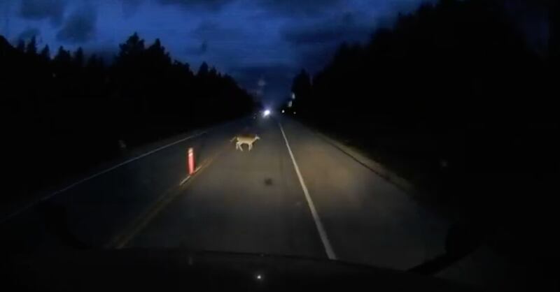 Vídeo gravado motorista registra momento em que cervo aparece do nada em rodovia e por pouco situação impactante não termina em acidente