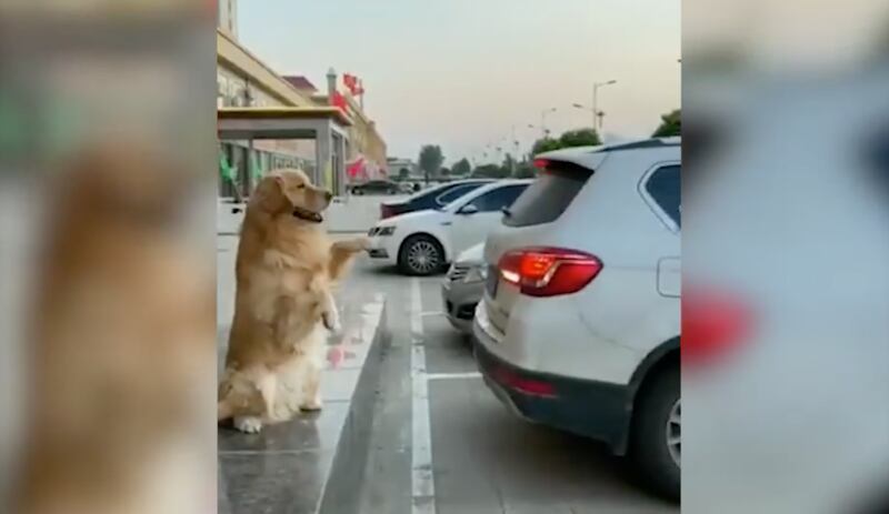 Vídeo em que cachorro ajuda dono a estacionar se tornou viral nas redes sociais.