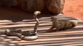 Vídeo mostra batalha entre uma das maiores cobras venenosas do mundo e um mamífero