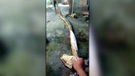 Vídeo mostra anaconda de 5 metros abatida para fazer moqueca