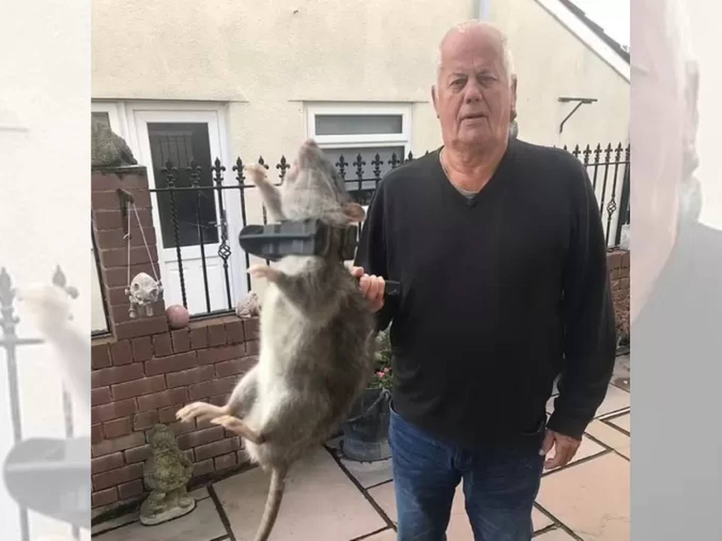 Homem encontra e captura rato gigante do tamanho de um 'cachorro
