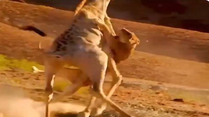 Vídeo impressionante registra momento em que girafa é atacada por leoa em uma disputa selvagem.