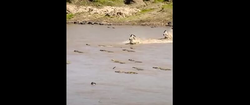 Vídeo registra ataques reiterados de crocodilos contra grupo de zebras que cruzava rio
