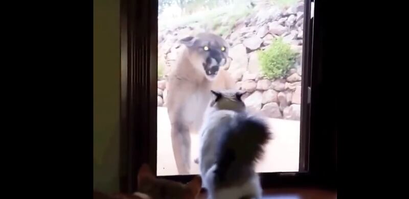 Vídeo registra momento surpreendente em que puma encara gatinho em janela; assista