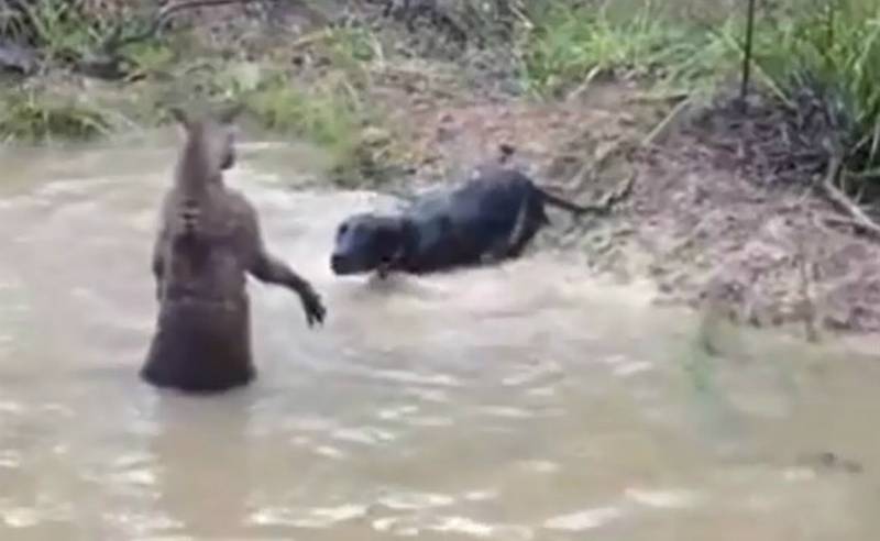 Canguru tenta afogar cachorro
