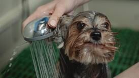Como dar banho em um cachorro bravo?