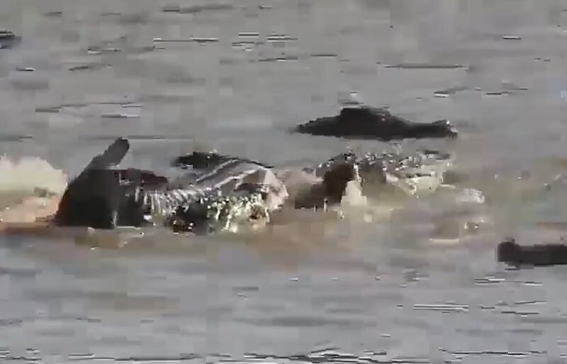 Vídeo impactante registra ataque de crocodilos que arrancou rosto de zebra; assista