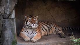 Tigre morre de pneumonia após ser diagnosticado com covid-19 nos EUA