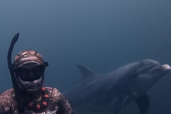 Golfinho selvagem faz amizade com homem e o convida para brincar de ‘pega-pega’