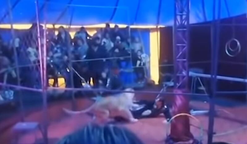 Vídeo registra momento em que leões atacam apresentador em show de circo; assista