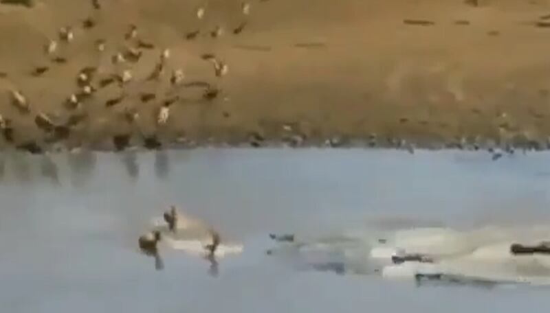 Vídeo registra ataque conjunto de crocodilos contra grupo de impalas que atravessava rio; assista