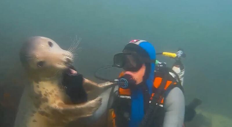 Vídeo impressionante registra leão-marinho 'brincando' e fazendo ‘carinho' em mergulhador em alto mar