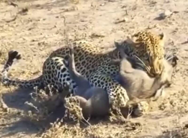 Vídeo surpreendente flagra ataque brutal de leopardo contra javali; assista