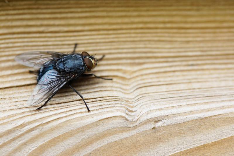 Aprenda truques para se livrar de moscas e outros insetos de dentro de casa