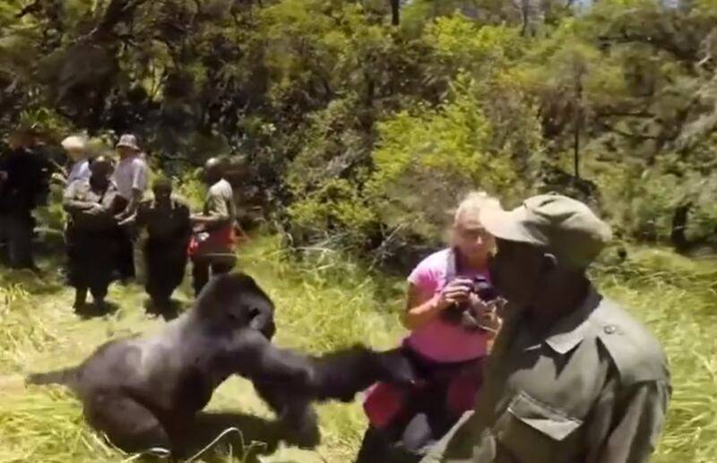 Em vídeo desesperador, mulher leva ‘soco’ de gorila durante passeio com turistas; assista