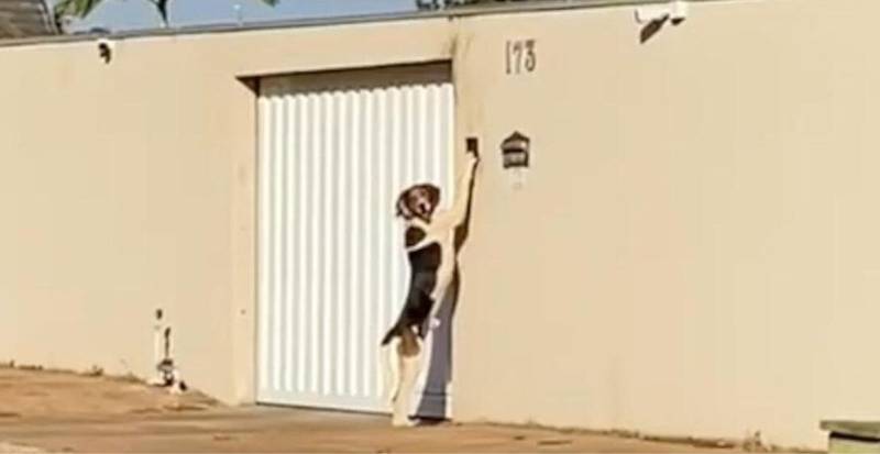 Cachorro viraliza após aprender a tocar campainha de casa, em MT