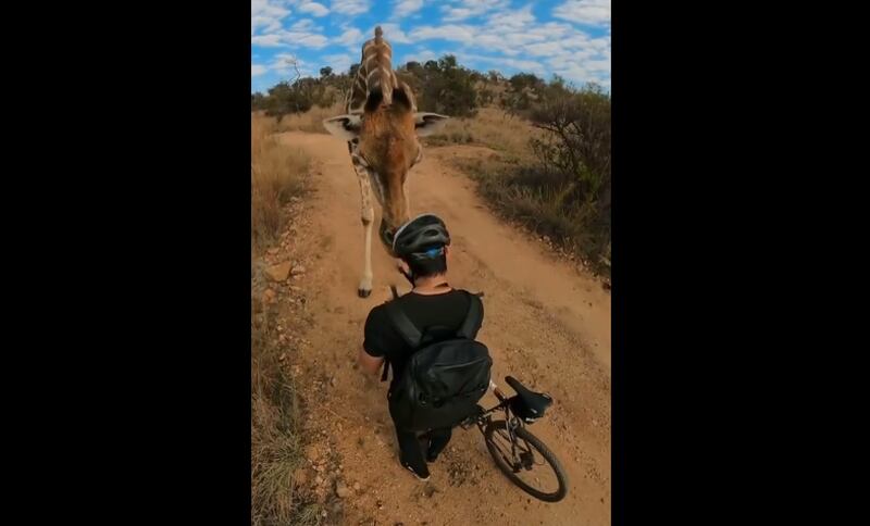 Fotógrafo é ‘encarado’ por girafa durante passeio de bicicleta: ‘Fomos parados para uma investigação’