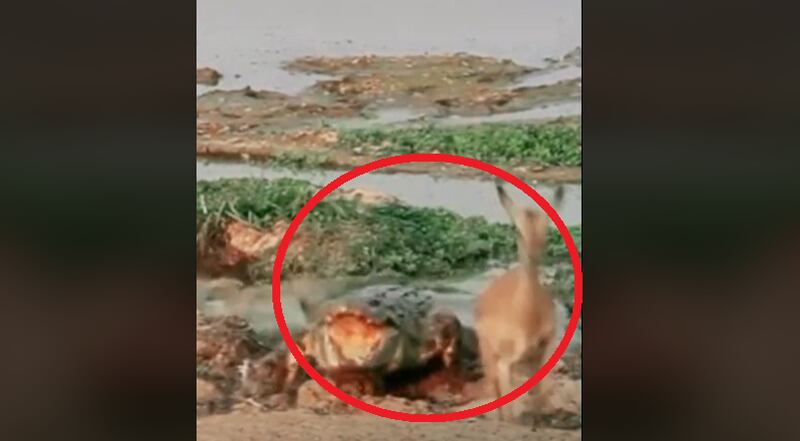 Em vídeo inusitado, cervo escapa por pouco de ataque brutal de crocodilo; assista