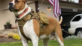 Cães militares: as raças caninas mais utilizadas em combates